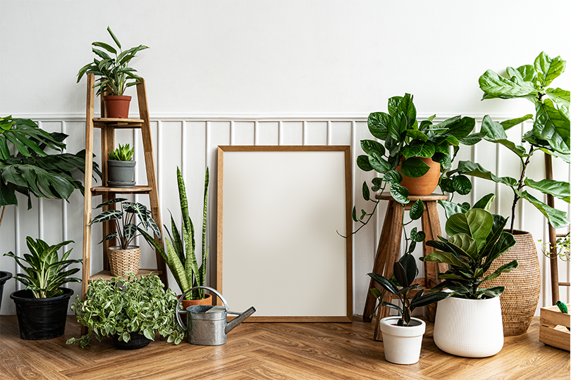 Indoor Plants